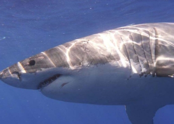 Korku filmi senaryosu gibi: Florida’da kokainle beslenen köpek balıkları tespit edildi