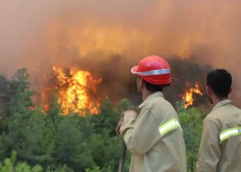 Türkiye’nin ormanları yanıyor: Beykoz, Ödemiş, Kınık, Kütahya…