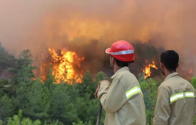 Türkiye’nin ormanları yanıyor: Beykoz, Ödemiş, Kınık, Kütahya…