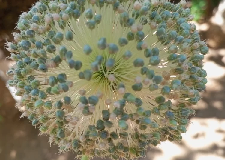 Tunceli’de bu sarımsağı toplayanlara 244 bin lira ceza!