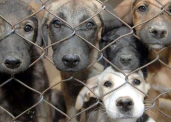 İstanbul Valiliği’nden ‘sokak hayvanları’ için talimat