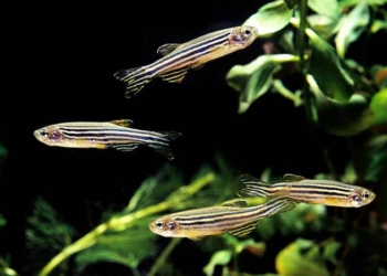 Çin ‘uzaya’ zebra balığını göndermeye hazırlanıyor