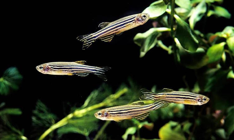 Çin 'uzaya' zebra balığını göndermeye hazırlanıyor 1 Çin ‘uzaya’ zebra balığını göndermeye hazırlanıyor