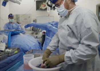 Nakil bekleyenler için umut: Domuzdan alınan böbrek, insan vücudunda fonksiyon gösteriyor