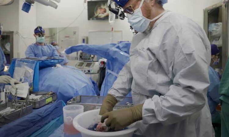 Nakil bekleyenler için umut: Domuzdan alınan böbrek, insan vücudunda fonksiyon gösteriyor 1 Nakil bekleyenler için umut: Domuzdan alınan böbrek, insan vücudunda fonksiyon gösteriyor