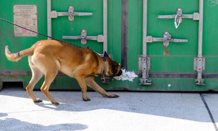 Hollanda tarihinin en büyük uyuşturucu operasyonu: 600 milyon euro değerinde kokain ele geçirildi