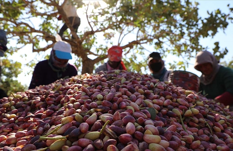 Antep fıstığı neden pahalı? 1 Antep fıstığı neden pahalı?