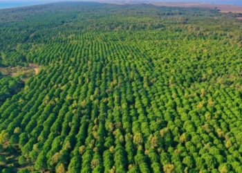 Akbelen’den sonra sıra Bergama’da: GES için 283 ağaç kesilecek