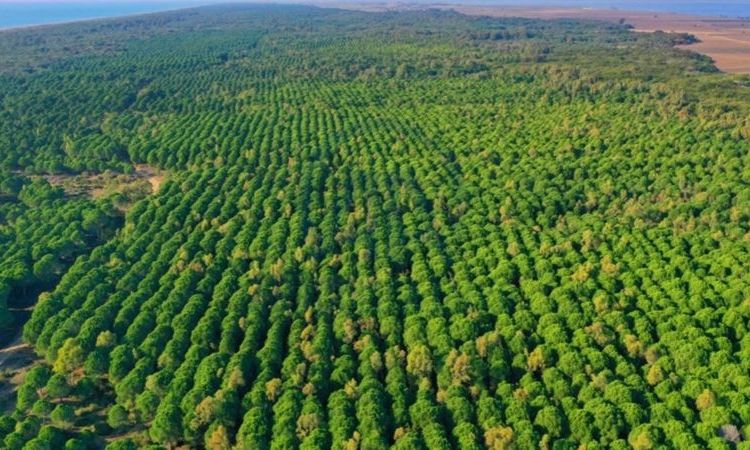 Akbelen'den sonra sıra Bergama'da: GES için 283 ağaç kesilecek 1 Akbelen’den sonra sıra Bergama’da: GES için 283 ağaç kesilecek