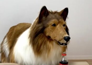 Kendini köpeğe dönüştüren Japon, halinden memnun