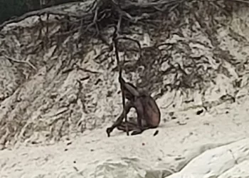 Ormanda tek başına yaşayan ‘kurt adam’ görüntülendi