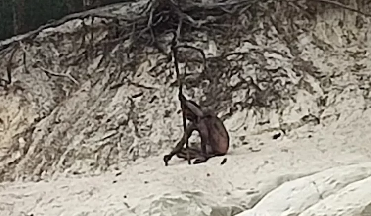 Ormanda tek başına yaşayan ‘kurt adam’ görüntülendi