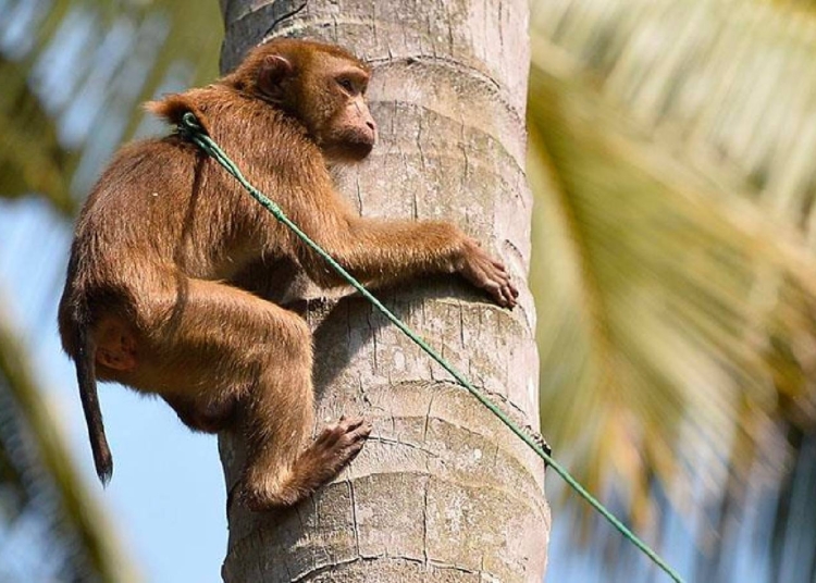 Hindistan’da G20 Liderler Zirvesi öncesi “maymun” önlemi