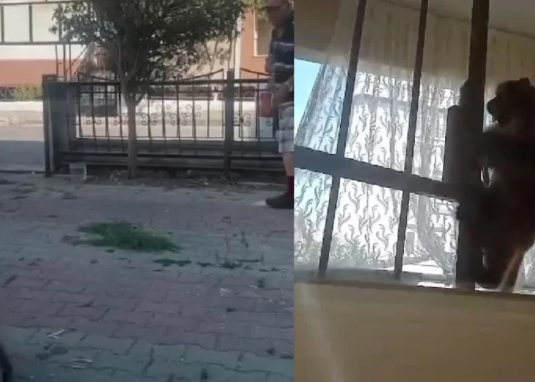 Büyükçekmece’de üç kişiyi maymun ısırdı