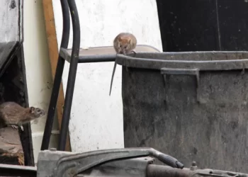 Roma’da milyonlarca fare şehri istila etti