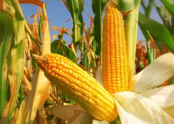 Çiftçi “ucuz” gübre ve ilaca yöneldi: Verim ve kalitede düşüş kaçınılmaz