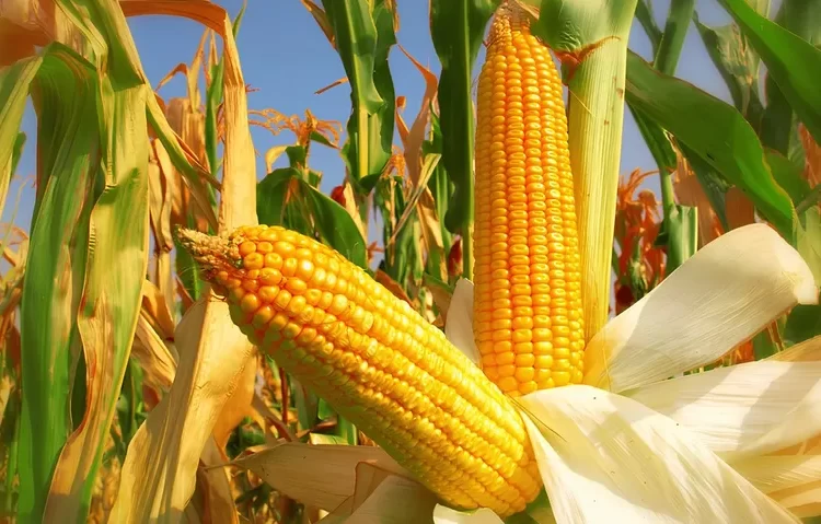 Çiftçi "ucuz" gübre ve ilaca yöneldi: Verim ve kalitede düşüş kaçınılmaz 1 Çiftçi “ucuz” gübre ve ilaca yöneldi: Verim ve kalitede düşüş kaçınılmaz