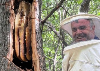 Ekmeklerini doğadan topladıkları balla kazanıyorlar
