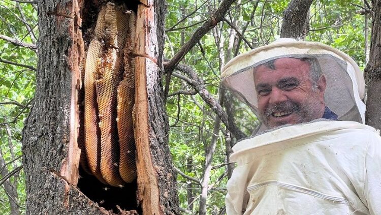 Ekmeklerini doğadan topladıkları balla kazanıyorlar 1 Ekmeklerini doğadan topladıkları balla kazanıyorlar