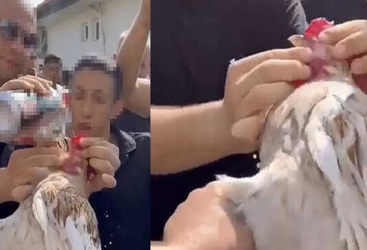 Düğünde horoza zorla içki içirenlere para cezası