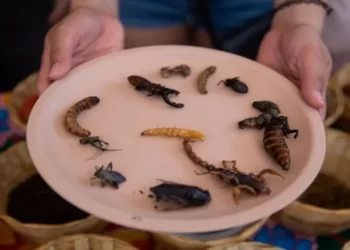 Metabolizmaya çok faydalı: Yılda ortalama 140 bin böcek parçası yiyoruz