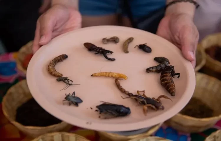 Metabolizmaya çok faydalı: Yılda ortalama 140 bin böcek parçası yiyoruz