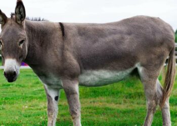 Adana’da çok sayıda eşeği kesen 2 şüpheli gözaltına alındı