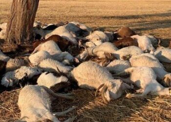 Yıldırım düştü, ağacın altındaki 48 küçükbaş hayvan telef oldu