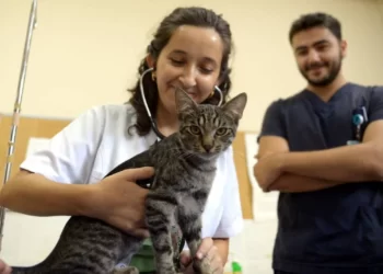 Solunum sıkıntısı yaşayan kedi hastaneye gitti: Diyaframı yırtıldığı belirlenip, ameliyat edildi