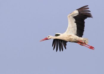 Leyleklerin erken göçü sert geçecek kışın habercisi