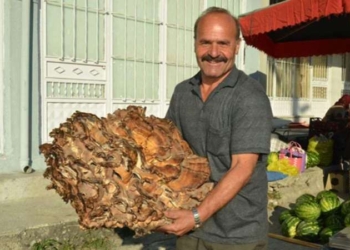 Kastamonu’da ormanda bulundu: Tam 37 kilo