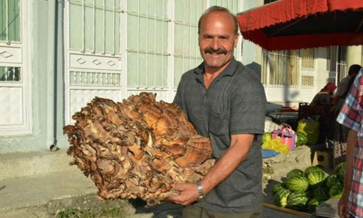 Kastamonu’da ormanda bulundu: Tam 37 kilo