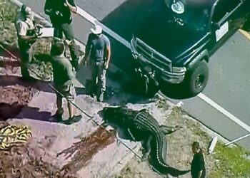 Ağzında cesetle sokağa indi