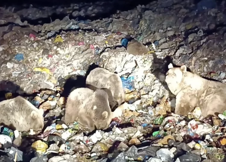 Bozayılar, kış uykusu öncesi topluca ilçeye indi