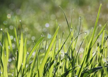 Bitkilerin birbirleriyle “konuştuğu” ortaya çıktı