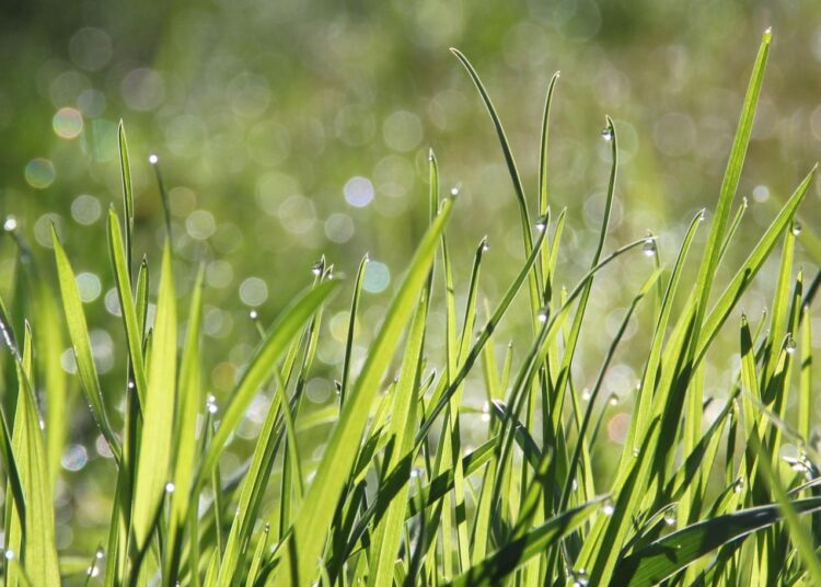 Bitkilerin birbirleriyle “konuştuğu” ortaya çıktı