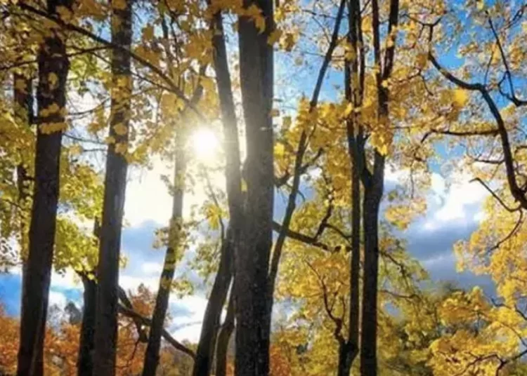 Pastırma yazı geldi: Sıcaklıklar birden artacak 1 Pastırma yazı geldi: Sıcaklıklar birden artacak