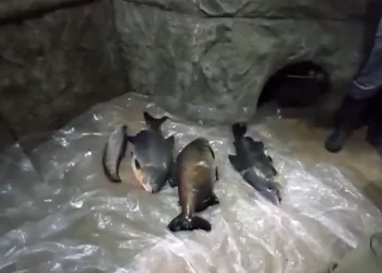 Karadeniz fırtınası Kırım’ı da vurdu: Akvaryumda yaşayan 800 egzotik canlı öldü