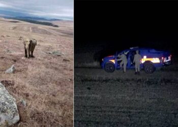 Ardahan Valisi: Çobanın fil fotoğrafı gerçek değil