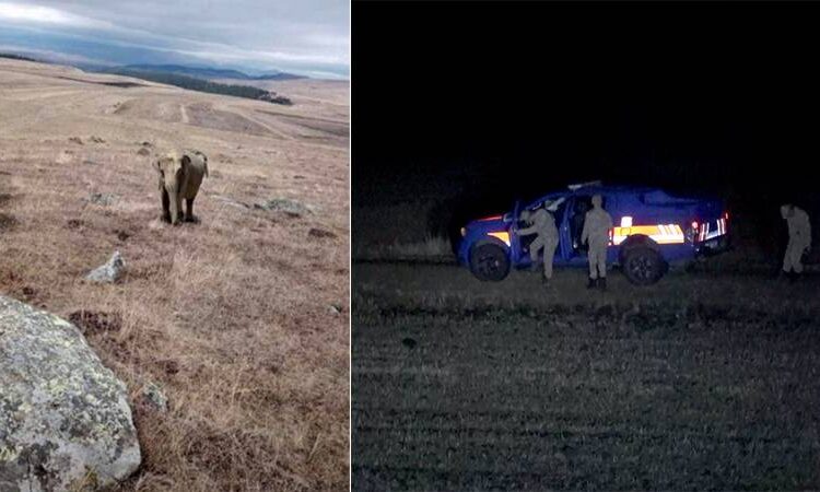 Ardahan Valisi: Çobanın fil fotoğrafı gerçek değil
