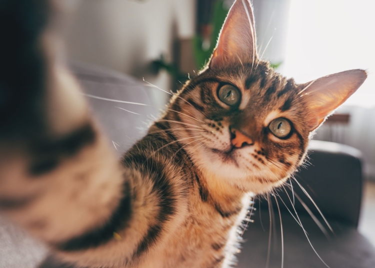 Mahkeme, şiddet uygulayan adama kedisi olduğu için ceza vermedi