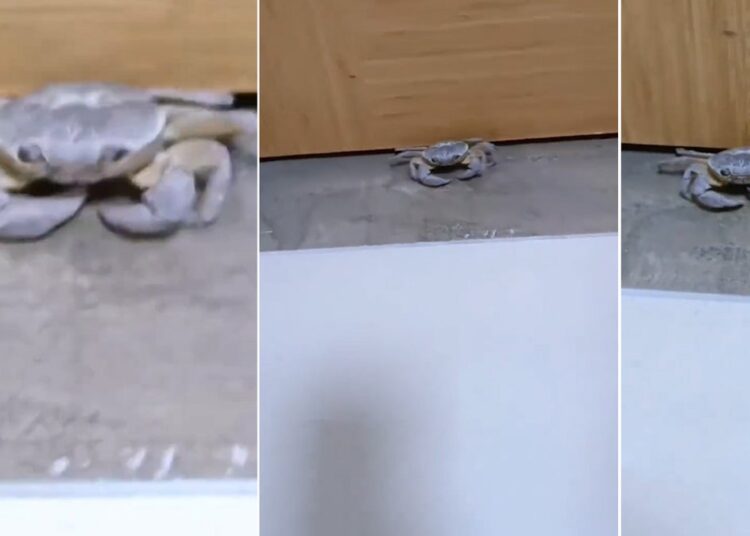 KYK yurtları gündemden düşmüyor: Bu kez yengeç görüldü