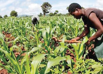 TİGEM’in Sudan’da tarım ve hayvancılık yapma hayali rafa kalktı