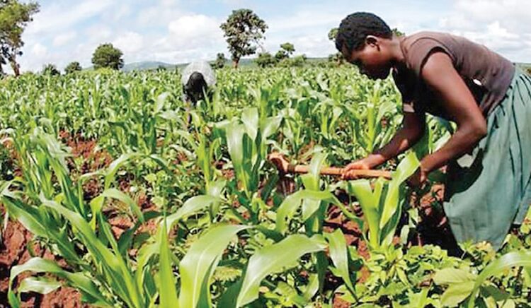 TİGEM’in Sudan’da tarım ve hayvancılık yapma hayali rafa kalktı 1 TİGEM’in Sudan’da tarım ve hayvancılık yapma hayali rafa kalktı