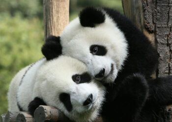 الغرب يودع الباندا.. الصين تسحب دببها من حدائق أوروبا وأميركا
