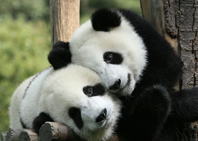 الغرب يودع الباندا.. الصين تسحب دببها من حدائق أوروبا وأميركا 1 الغرب يودع الباندا.. الصين تسحب دببها من حدائق أوروبا وأميركا