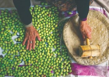 “يونسكو” تدرج زراعة الزيتون التقليدية في تركيا على قائمتها