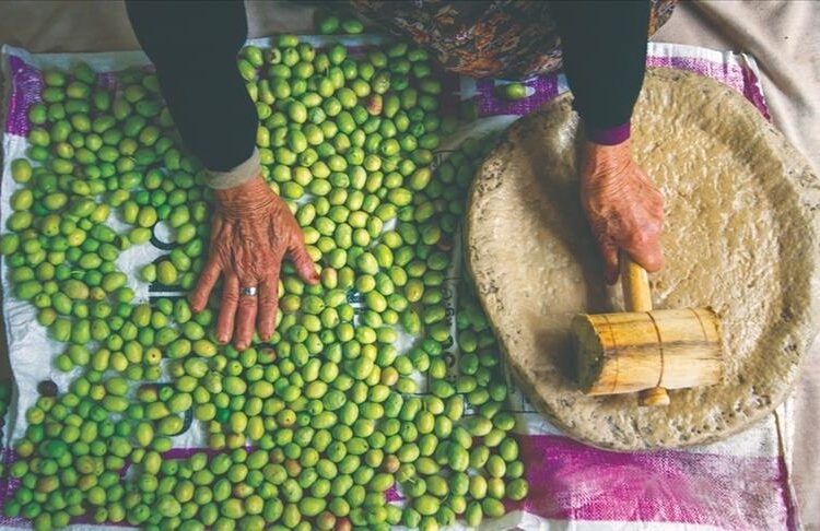 “يونسكو” تدرج زراعة الزيتون التقليدية في تركيا على قائمتها