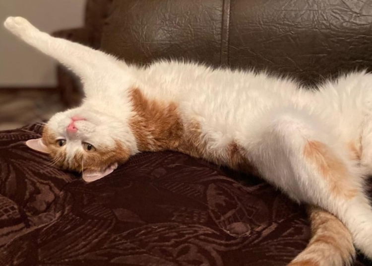 Trenden atılan kedi skandalı Rusya’yı karıştırdı