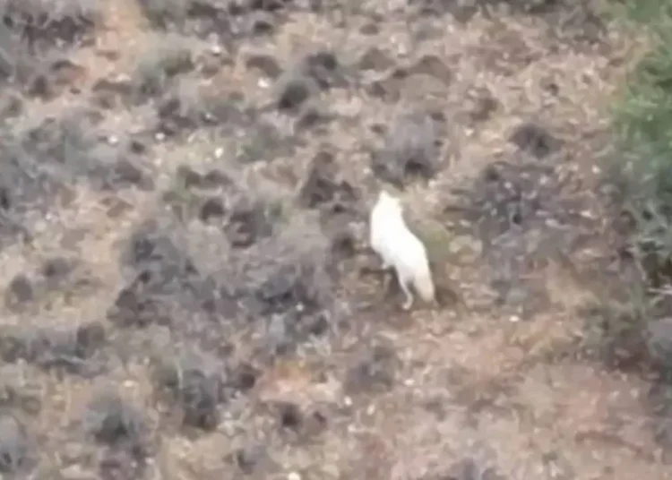 Türkiye’de ilk kez ‘albino çakal’ görüntülendi